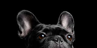 Cosejos e ideas  para sacar las mejores fotos de tus mascotas.